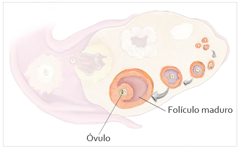 asi-es-como-puedes-calcular-tus-dias-f3rtiles-para-quedar-embarazada-001